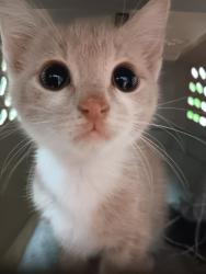 Shelter Stray Male Cat last seen Bexar County, 3353 Morningside Dr, New Braunfels, TX 78132, USA