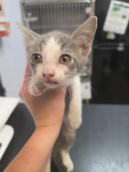 Shelter Stray Male Cat last seen Bexar County, 3353 Morningside Dr, New Braunfels, TX 78132, USA