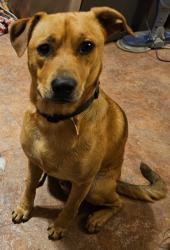 Reunited Male Dog last seen New the maple terrace, Washington, PA 15301