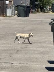 Found/Stray Male Dog last seen Near Yosemite Blvd Spc: D12 Modesto, CA 95357, Modesto, CA 95357