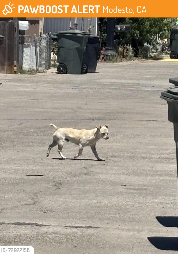 Found/Stray Male Dog last seen Near Yosemite Blvd Spc: D12 Modesto, CA 95357, Modesto, CA 95357