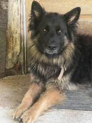 Found/Stray Male Dog last seen North of Jay , Oklahoma, location woods, Delaware County, OK 74346