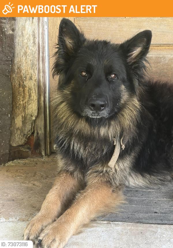 Found/Stray Male Dog last seen North of Jay , Oklahoma, location woods, Delaware County, OK 74346