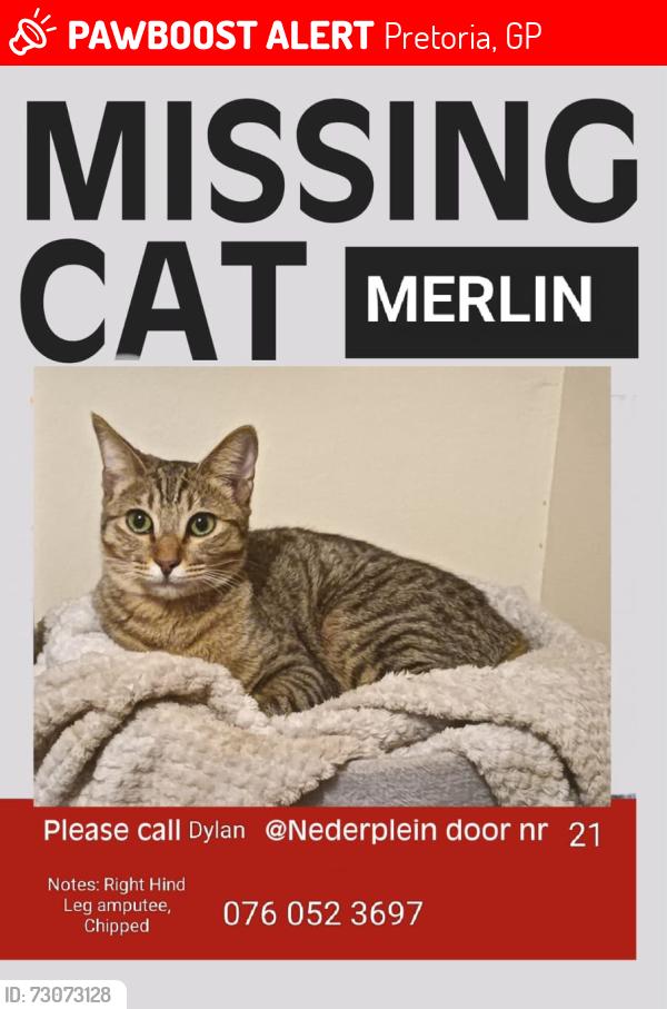 Lost Male Cat last seen Nederplein Complex, Near Valley Farm Vet, Pretoria, GP 0081