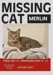 Lost Male Cat last seen Nederplein Complex, Near Valley Farm Vet, Pretoria, GP 0081