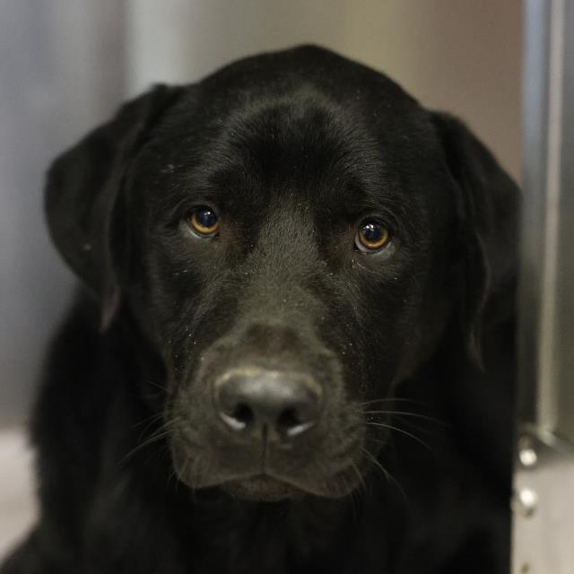 Shelter Stray Male Dog last seen Near BLOCK COMMERCIAL AVE, 4710 TX-151, San Antonio, TX 78227, USA