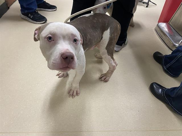 Shelter Stray Male Dog last seen 35TH/VLIET, 3839 W Burnham St, West Milwaukee, WI 53215, USA