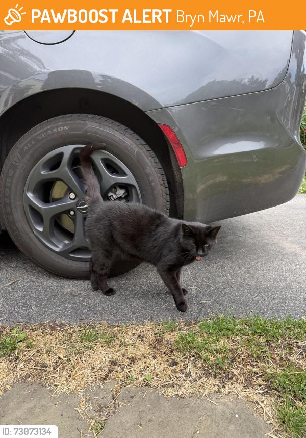 Found/Stray Unknown Cat last seen Coopertown Elementary School, Bryn Mawr, PA 19010