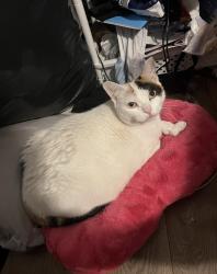 Lost Female Cat last seen Near main street in hudson falls ny, Hudson Falls, NY 12839