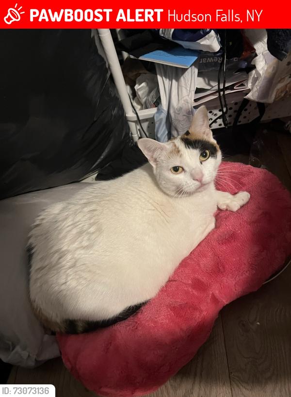 Lost Female Cat last seen Near main street in hudson falls ny, Hudson Falls, NY 12839