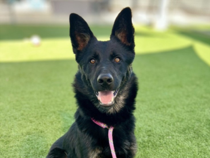 Shelter Stray Male Dog last seen , 957 N Gaffey St, San Pedro, CA 90731, USA