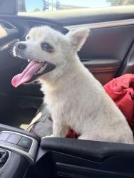 Found/Stray Male Dog last seen green acres middle school, Visalia, CA 93277
