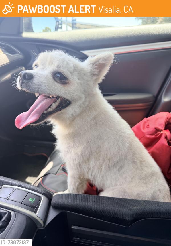 Found/Stray Male Dog last seen green acres middle school, Visalia, CA 93277