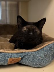 Shelter Stray Male Cat last seen Near BLOCK SWAN ST, 3528 Newburg Rd, Louisville, KY 40218, USA