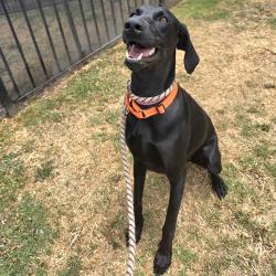 Found/Stray Female Dog last seen Near N Studebaker Rd, Long Beach, CA 90815, Long Beach, CA 90815