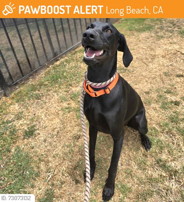 Found/Stray Female Dog last seen Near N Studebaker Rd, Long Beach, CA 90815, Long Beach, CA 90815