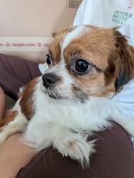Reunited Female Dog last seen Wilson Street and Lang street Newark NJ, Newark, NJ 07105