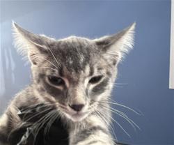 Shelter Stray Male Cat last seen Near BLOCK N ACACIA AVE, 333 Chandler Pl, San Bernardino, CA 92408, USA