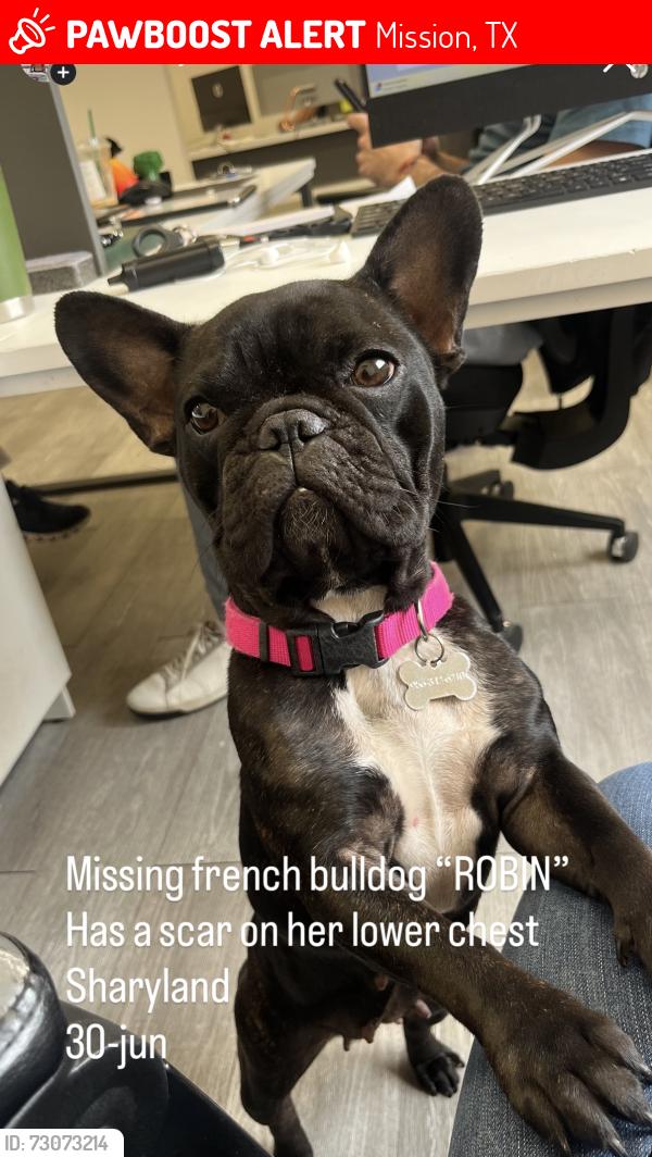 Lost Female Dog last seen Sharyland, Mission, TX 78572
