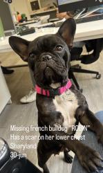 Lost Female Dog last seen Sharyland, Mission, TX 78572