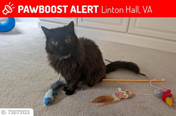 Lost Female Cat last seen Aqua View Court, Linton Hall, VA 20181
