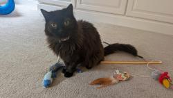 Lost Female Cat last seen Aqua View Court, Linton Hall, VA 20181