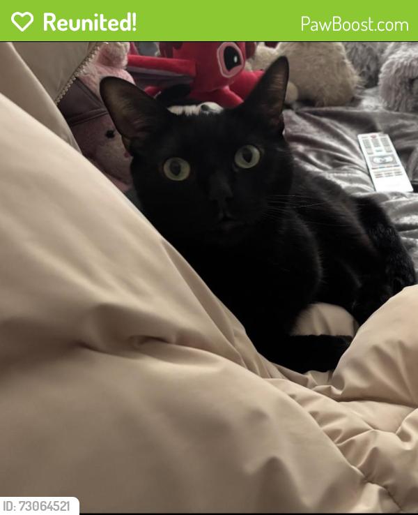 Reunited Male Cat last seen Redcatch Road , Bristol City, England 