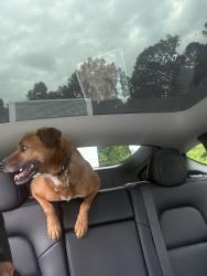 Reunited Male Dog last seen Near Rangeland pl, Greensboro, NC 27405