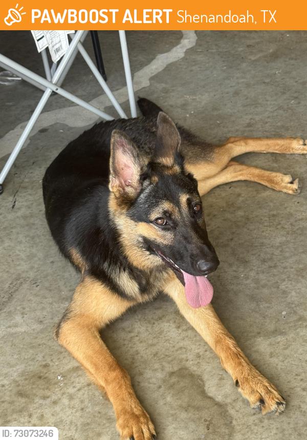 Found/Stray Unknown Dog last seen Montgomery Creek Ranch, Shenandoah, TX 77385