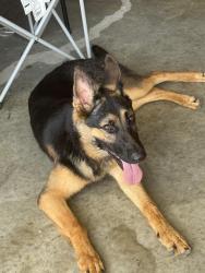 Found/Stray Unknown Dog last seen Montgomery Creek Ranch, Shenandoah, TX 77385