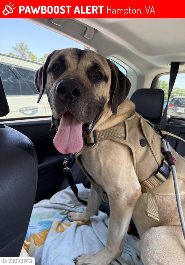 Lost Male Dog last seen Laurel drive, Hampton, VA 23669