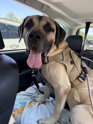 Lost Male Dog last seen Laurel drive, Hampton, VA 23669