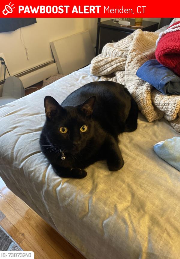 Lost Male Cat last seen Cheshire rd meriden ct, Meriden, CT 06450
