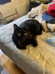 Lost Male Cat last seen Cheshire rd meriden ct, Meriden, CT 06450