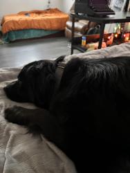 Reunited Female Dog last seen Ozanam and Berwyn, Chicago, IL 60656