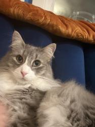Lost Male Cat last seen Ridge, Oakton, Harvard Terrace, Asbury, Howard, Evanston, IL 60202