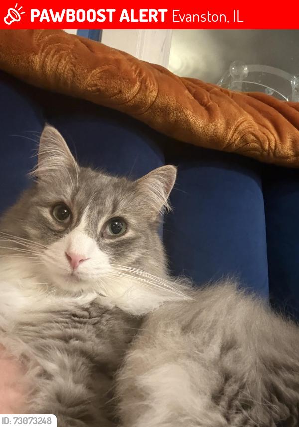 Lost Male Cat last seen Ridge, Oakton, Harvard Terrace, Asbury, Howard, Evanston, IL 60202