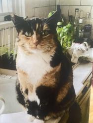 Lost Female Cat last seen 73rd & 34th, near sunset hill park, Seattle, WA 98117