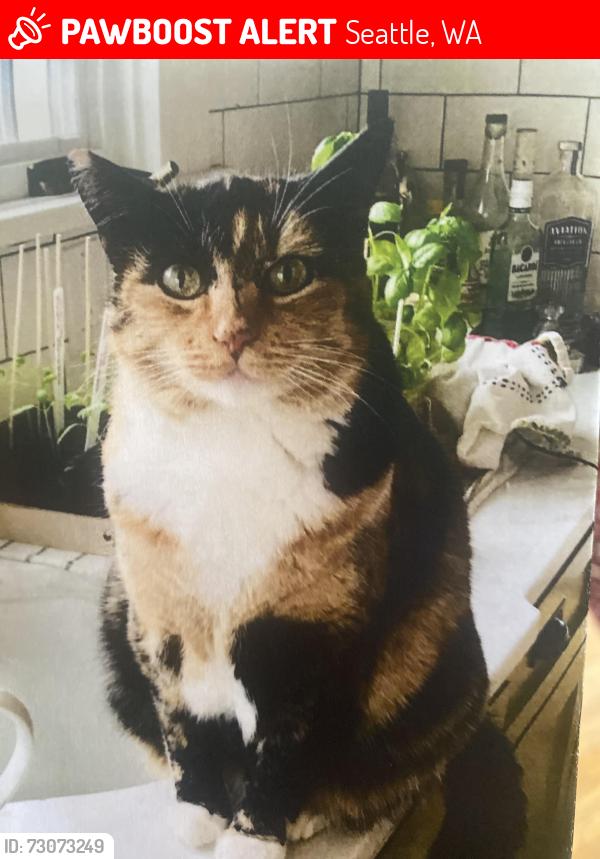Lost Female Cat last seen 73rd & 34th, near sunset hill park, Seattle, WA 98117