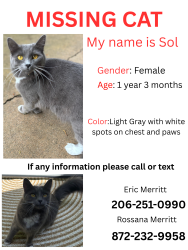 Lost Female Cat last seen 142ndPL SW edmonds, Edmonds, WA 98026