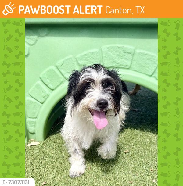 Found/Stray Male Dog last seen VZ CR 4134 and 64, Canton, TX 75103