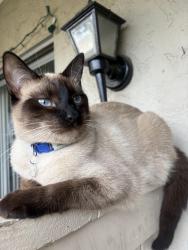 Lost Male Cat last seen Via Tonga & Via Tonga CT, San Diego, CA 92154