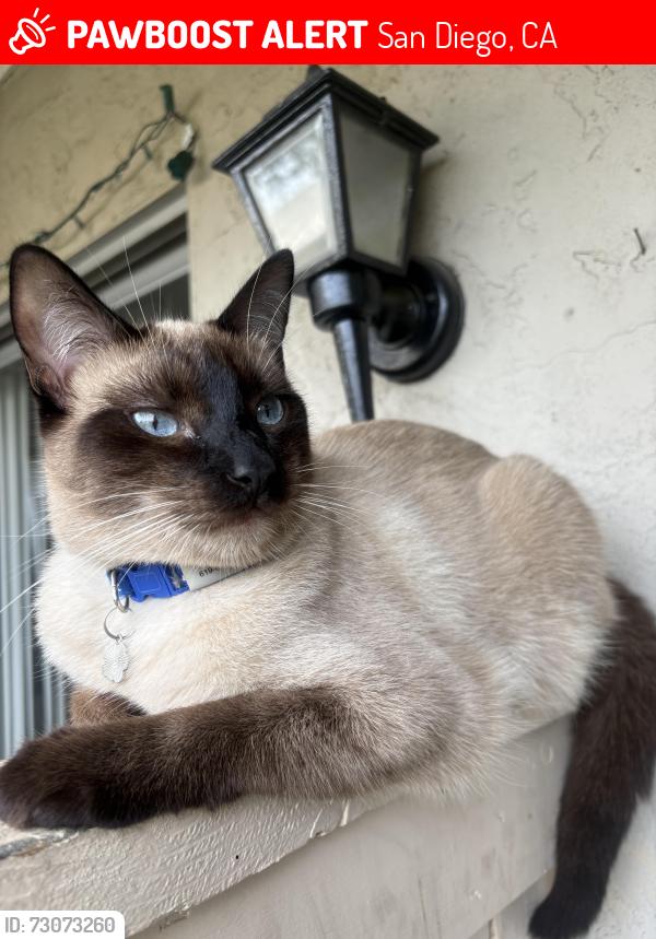 Lost Male Cat last seen Via Tonga & Via Tonga CT, San Diego, CA 92154