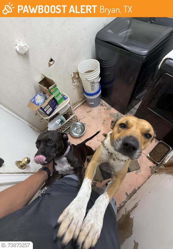 Found/Stray Female Dog last seen New Shell gas station on Tabor Rd, Bryan, TX 77803