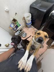Found/Stray Female Dog last seen New Shell gas station on Tabor Rd, Bryan, TX 77803