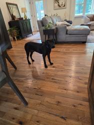 Reunited Male Dog last seen Foster Maineville rd, Salem Township, OH 45152