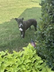 Found/Stray Female Dog last seen Gentle springs and running brook, Joshua, TX 76058