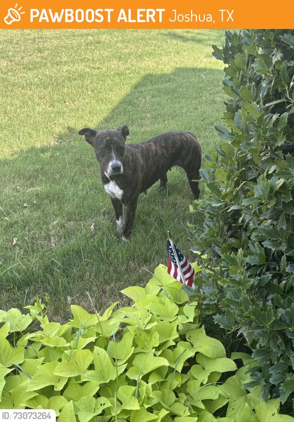 Found/Stray Female Dog last seen Gentle springs and running brook, Joshua, TX 76058