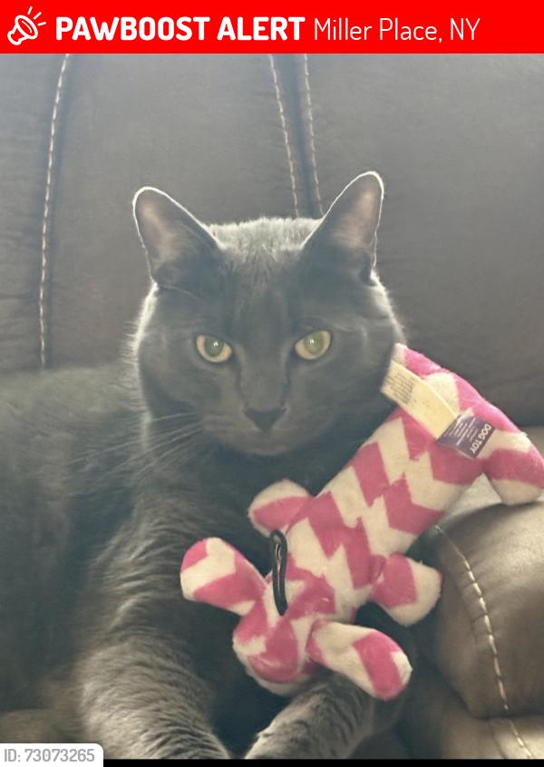 Lost Male Cat last seen North Country, Miller Place, NY 11764