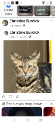 Lost Female Cat last seen Stanley dr, Murrells Inlet, SC 29576